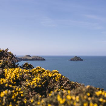 Gorse flowers and view towards The Rumps