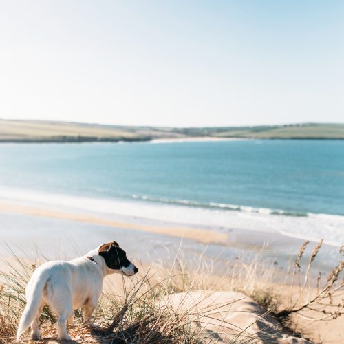Dog overlooking Daymer Bay, North Cornwall