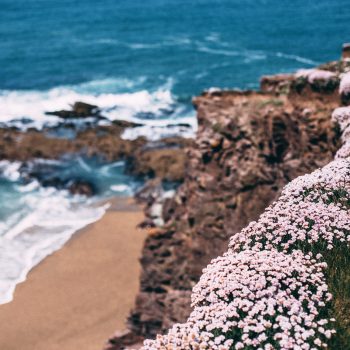 Seathrift on the coastal path near Polzeath