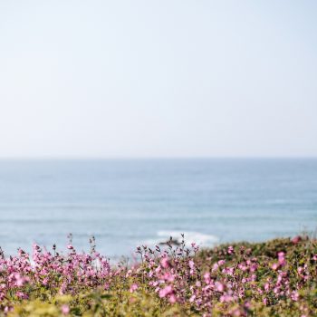 Pink Campion on the South West Coast Path