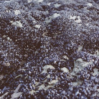 Mussels on the rocks at Polzeath Beach