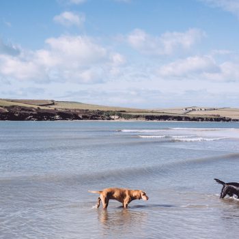 Rock is a dog friendly beach all year around