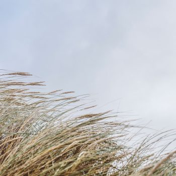 Marram grass in the wind at Rock