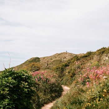 Flowers along the coastal path at Rock